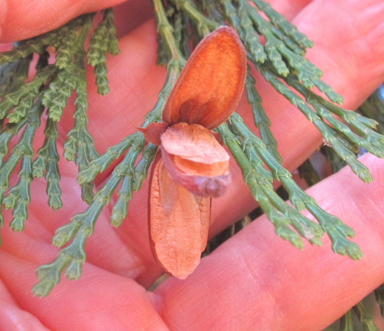Incense Cedar Tree Guide UK Incense Cedar tree identification