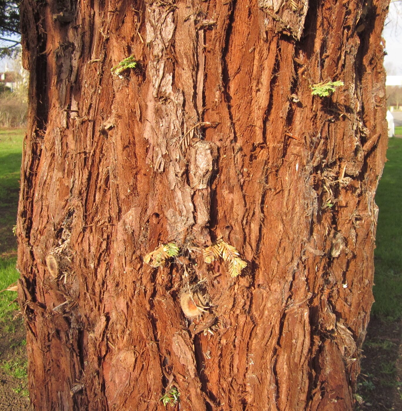 Coast Redwood bark