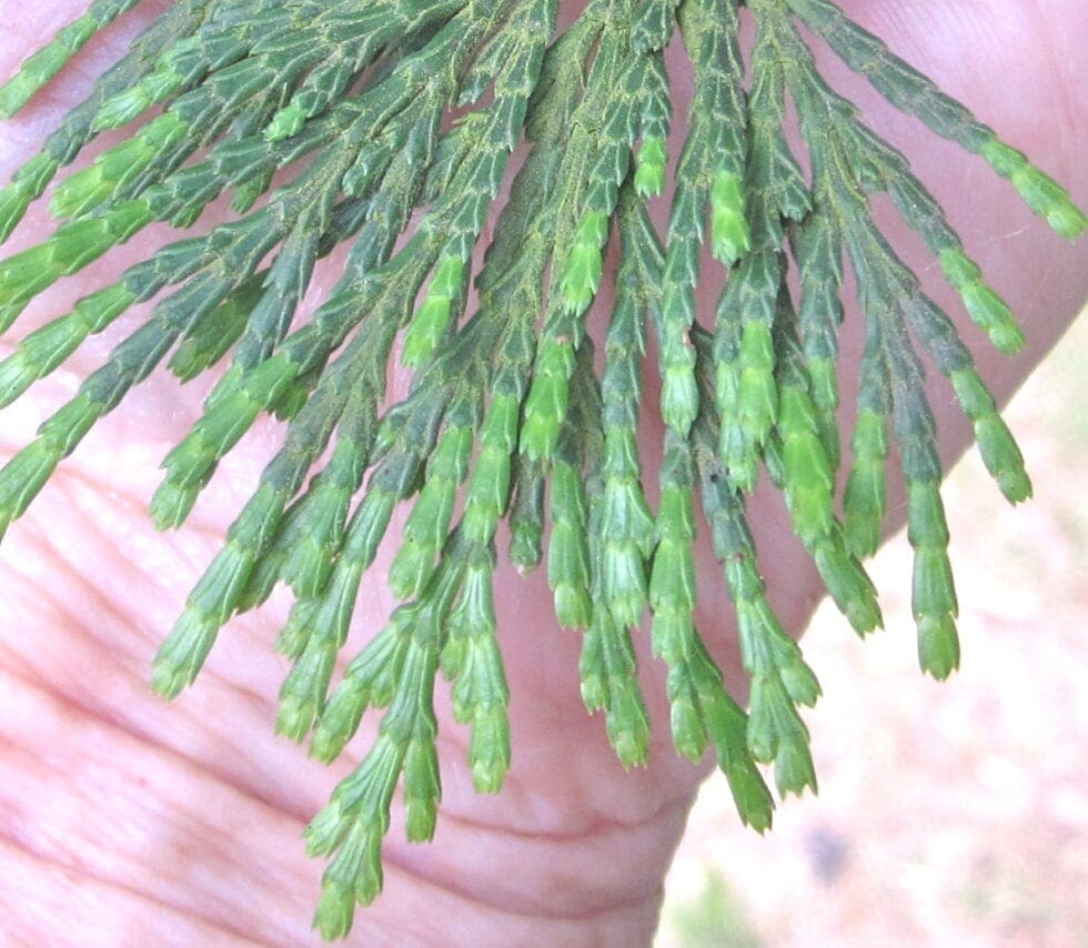 Incense Cedar Tree Guide UK Incense Cedar tree identification