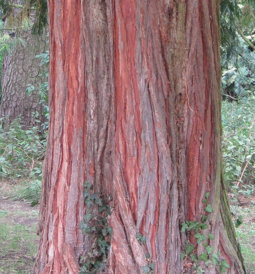 Incense Cedar bark