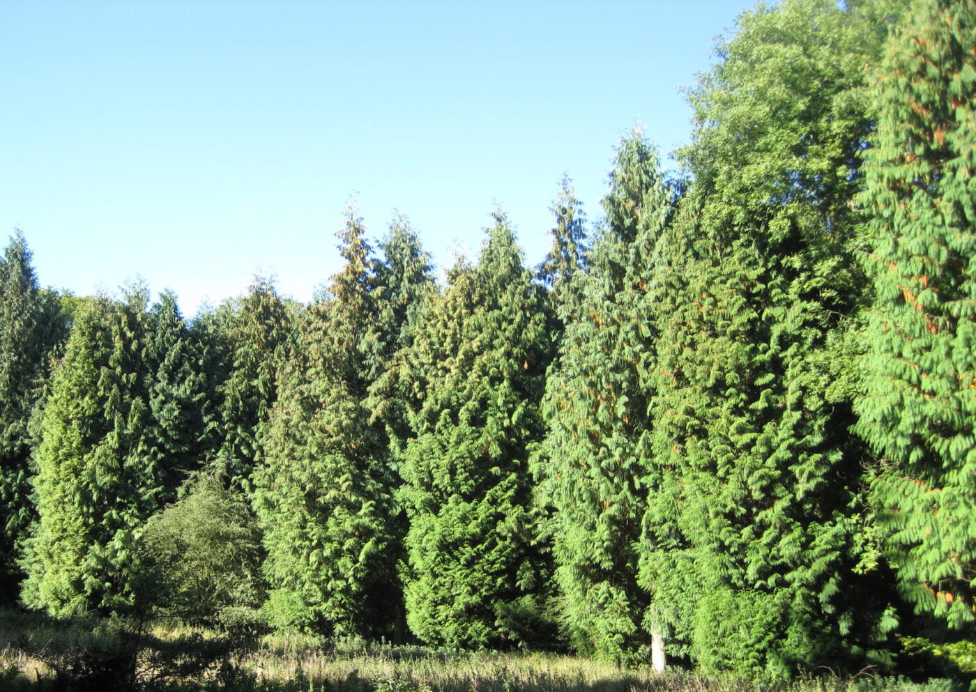 Western  Red Cedar trees
