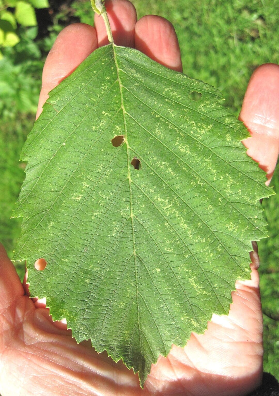 More Alders - Tree Guide UK - More Alders identification