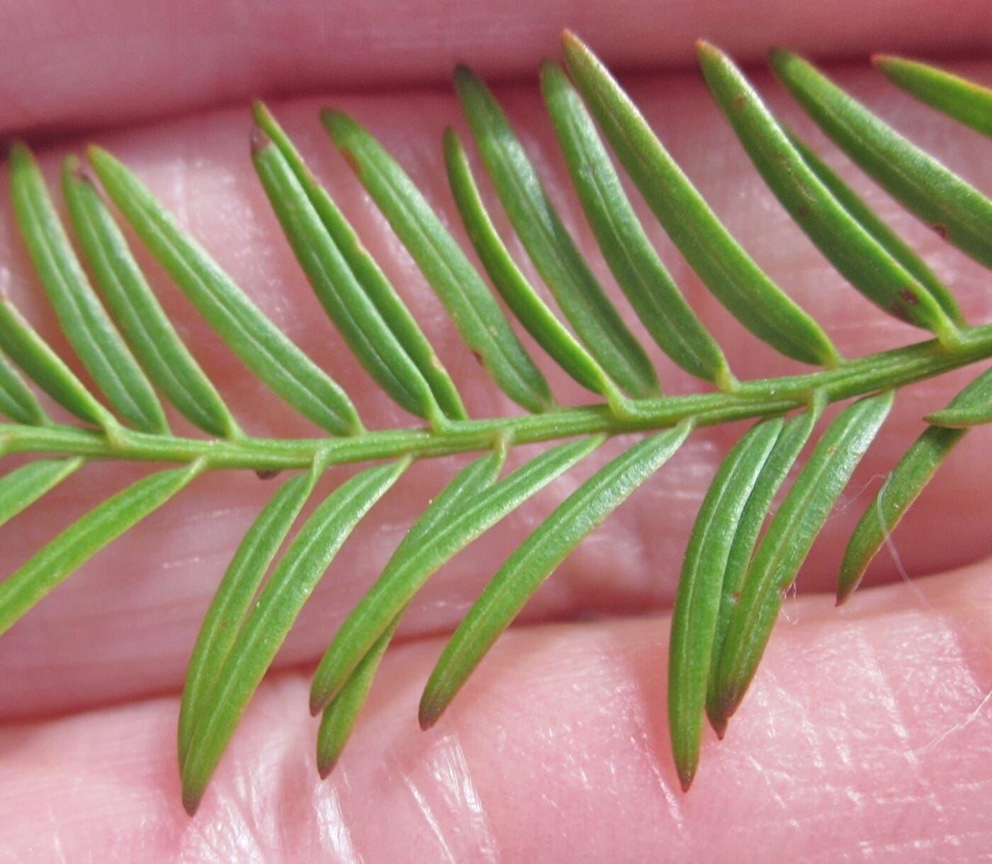 Swamp Cypress Tree Leaves
