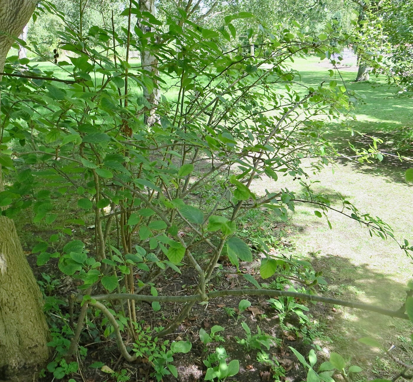 Green Alder shrub