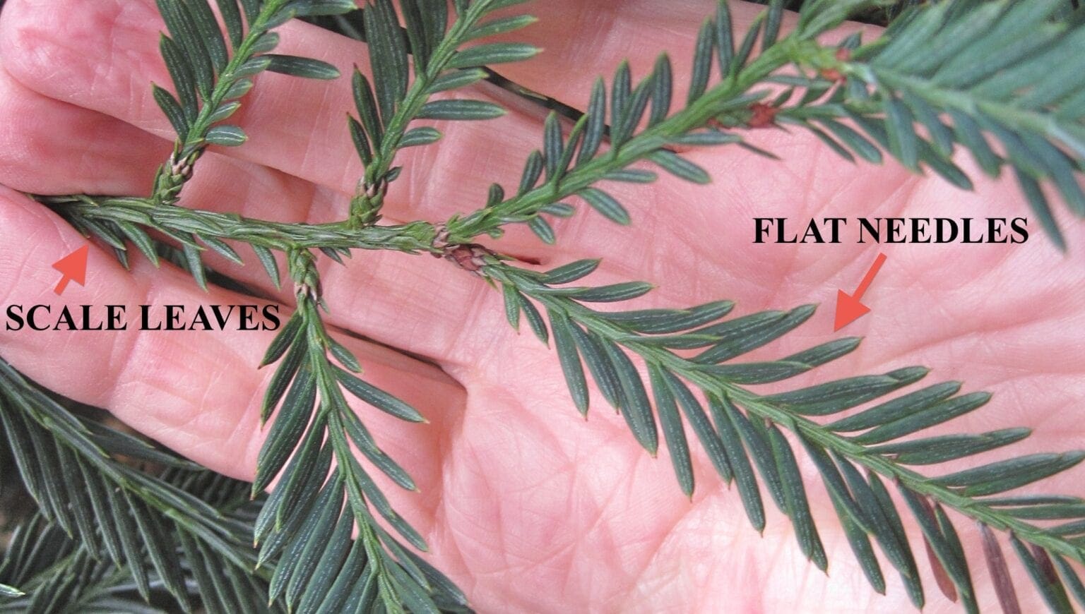 Coast Redwood Tree Guide UK Coast Redwood tree identification