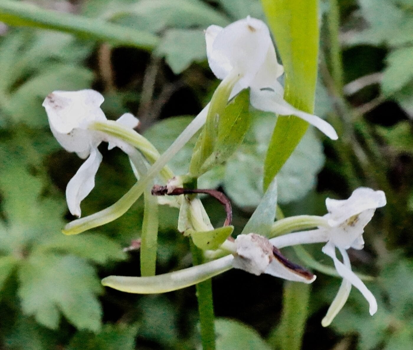 Greater Butterfly Orchid spurs