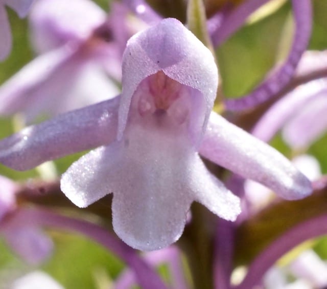 Fragrant Orchid labellum