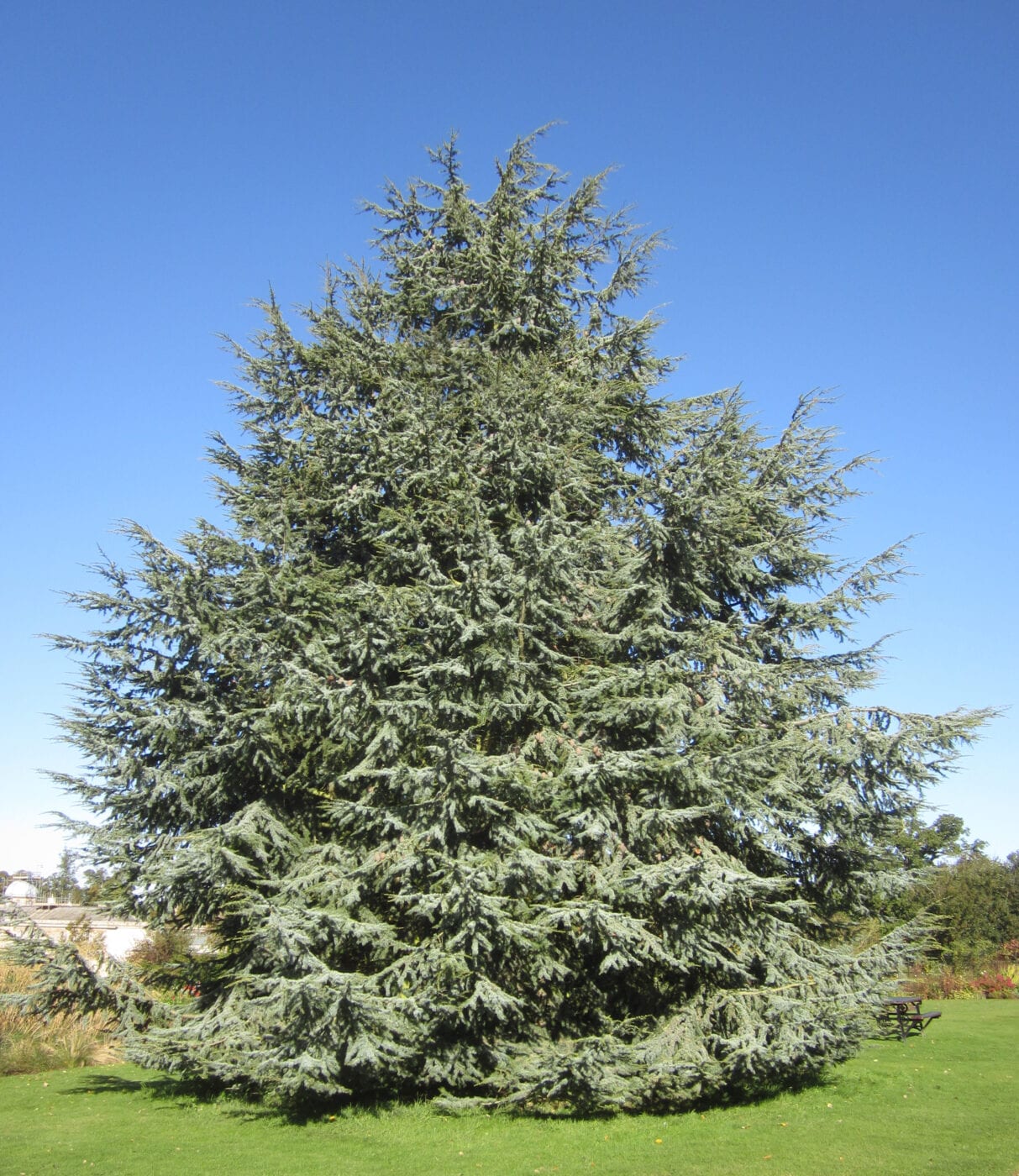 cedars - tree guide uk - cedar tree identification