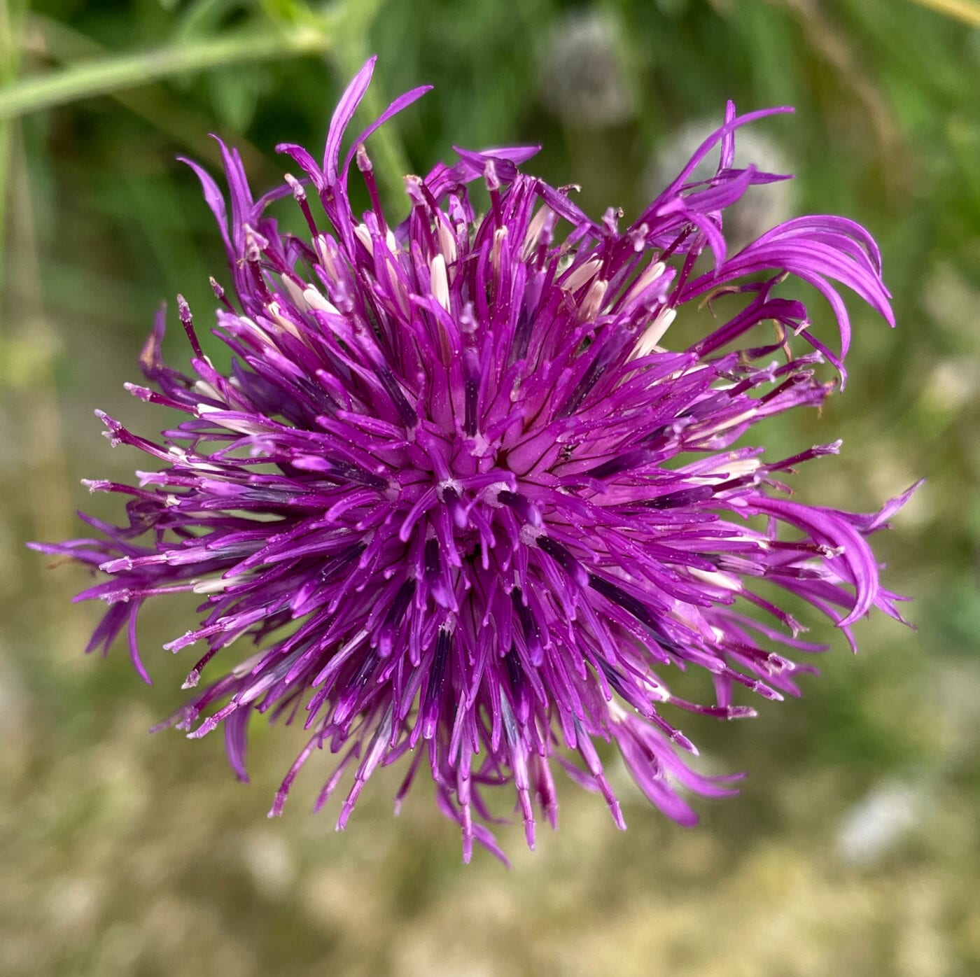 greater knapweed 