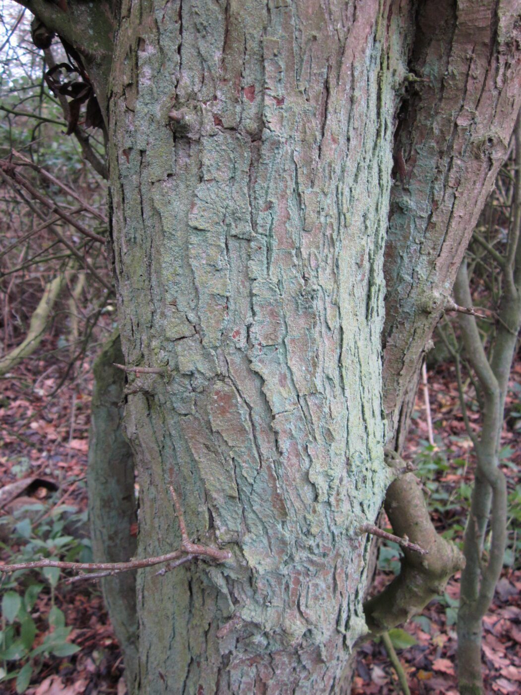 Hawthorn tree bark