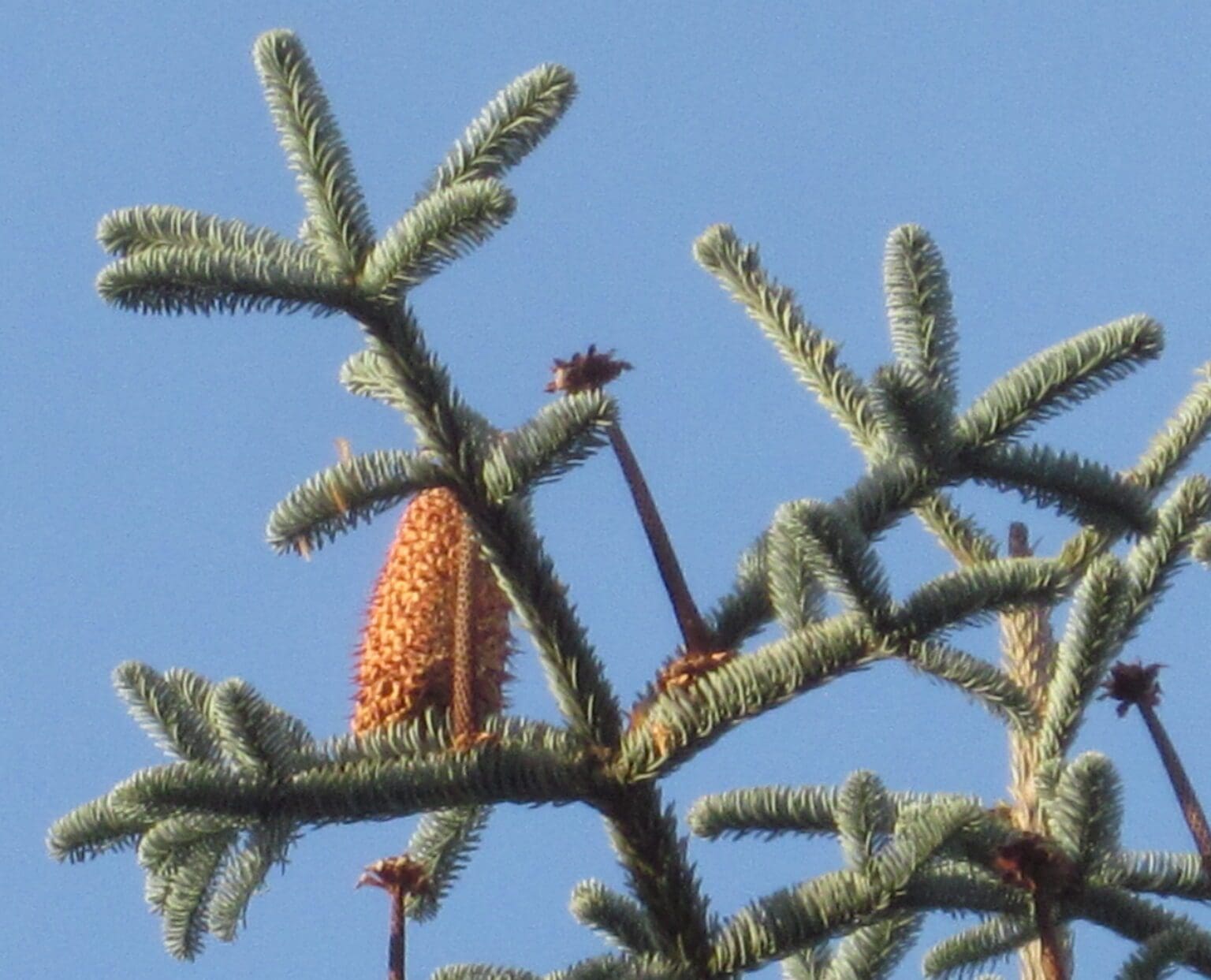 Noble Fir Tree Guide UK Noble Fir tree Identification