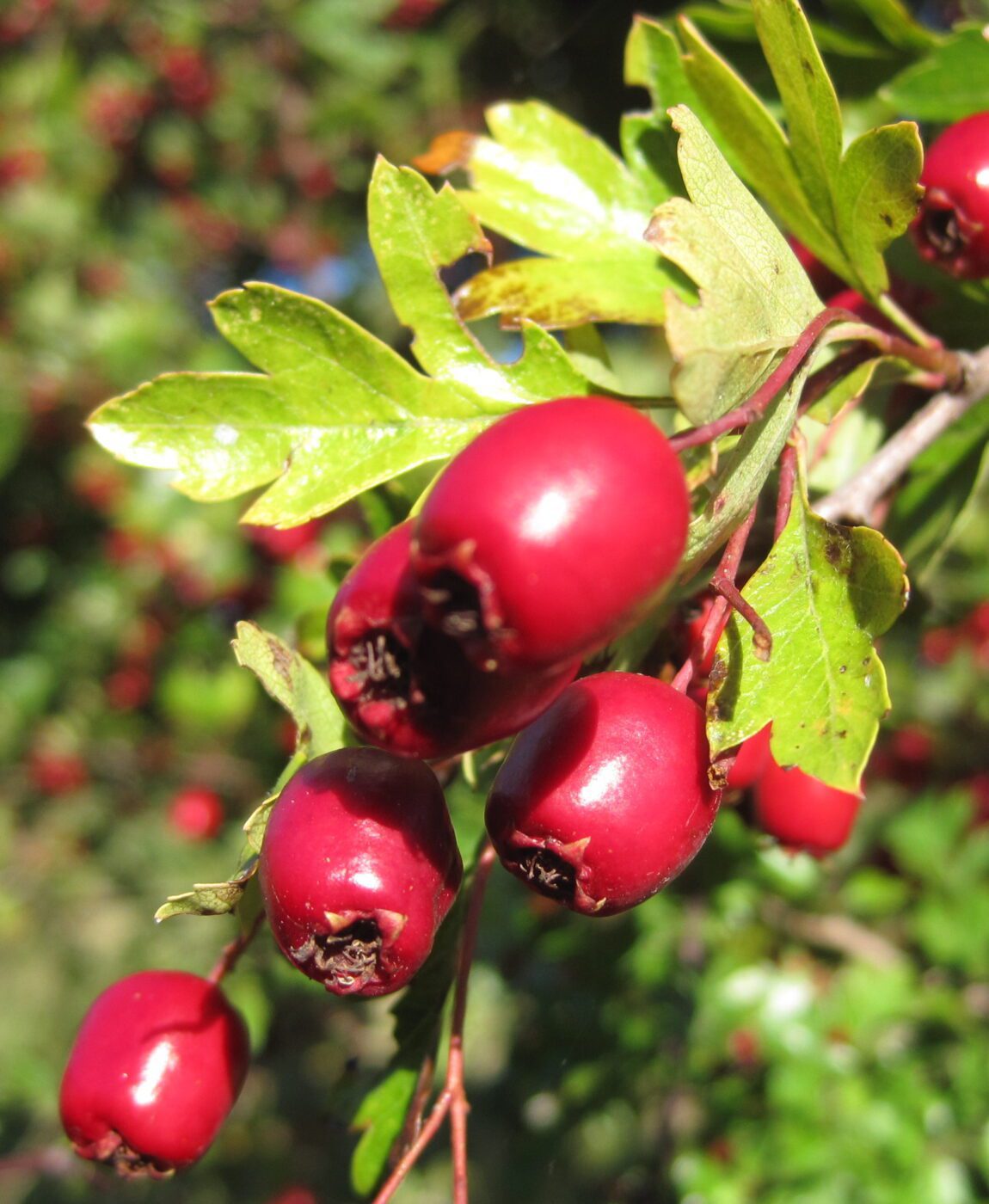 Hawthorn berries in September