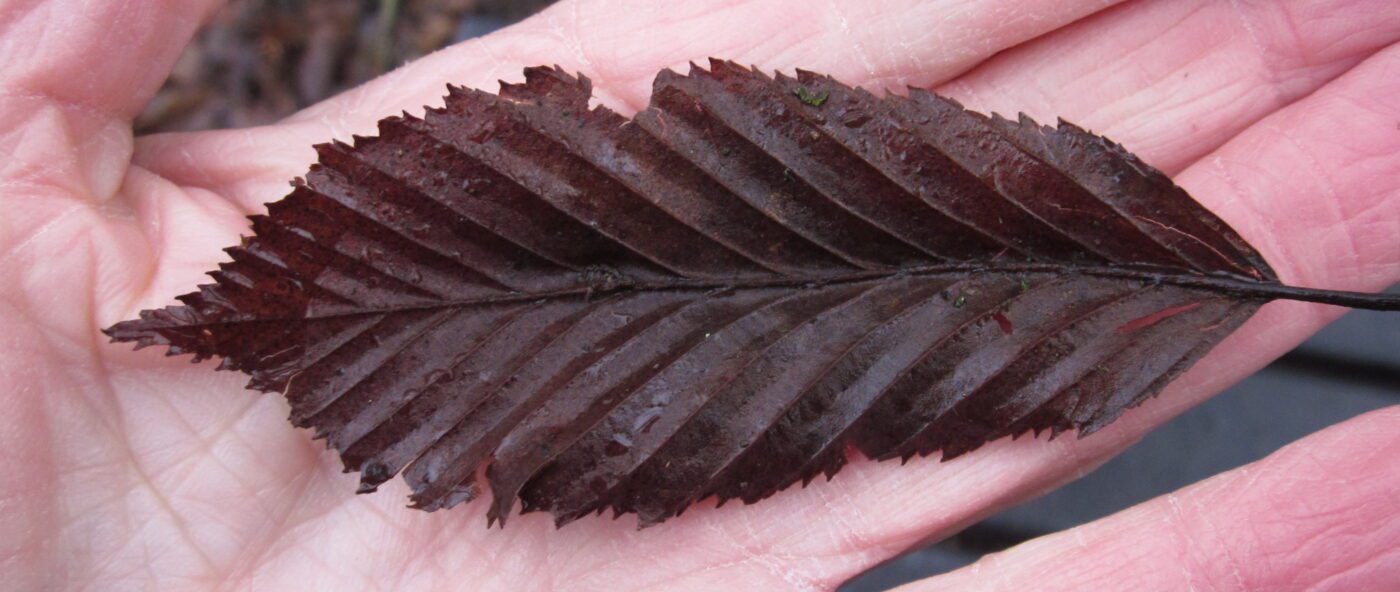 Common Hornbeam leaf in winter