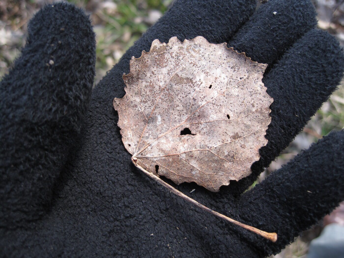 Aspen leaf in winter