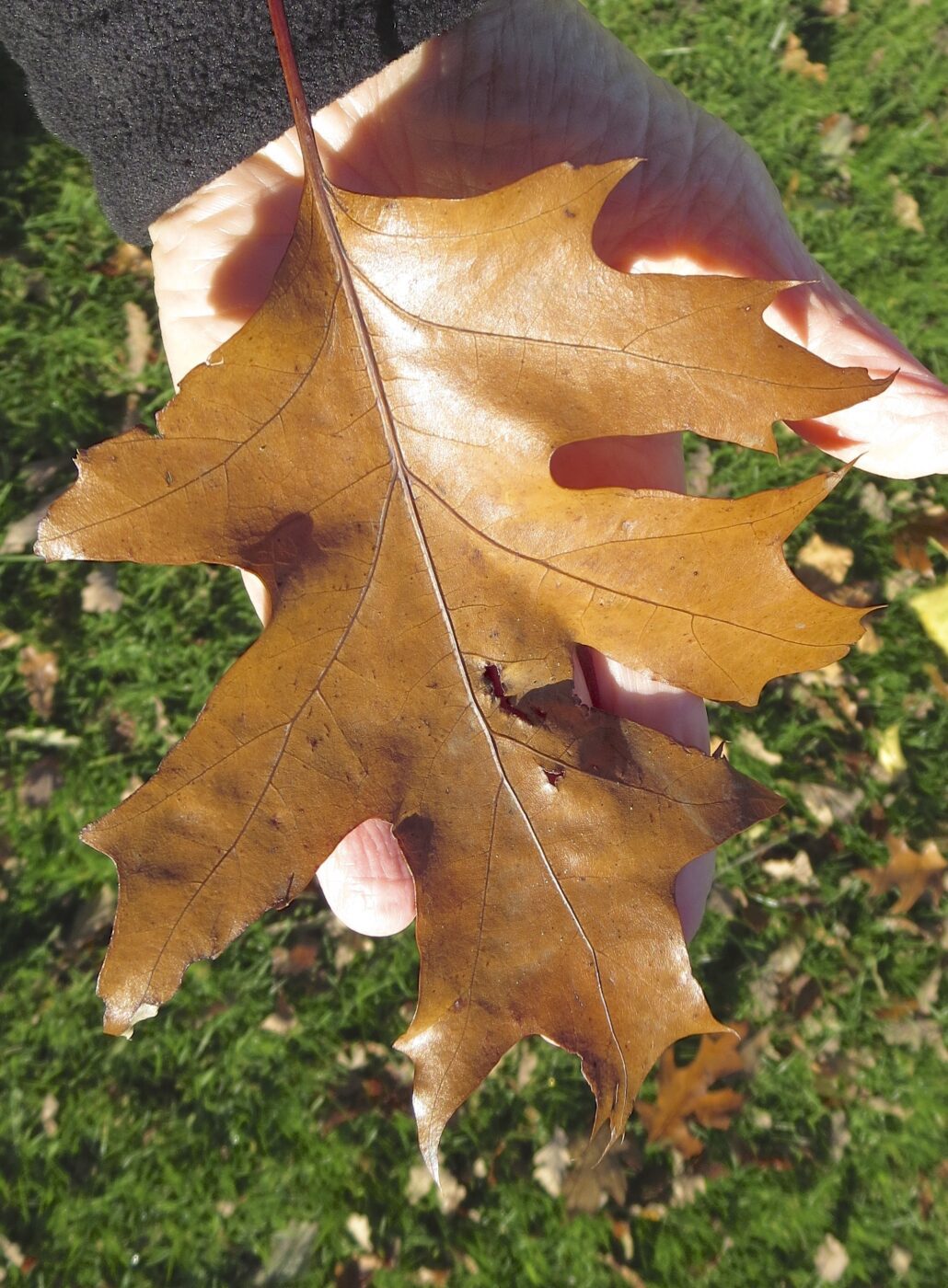 Red Oak leaf in winter