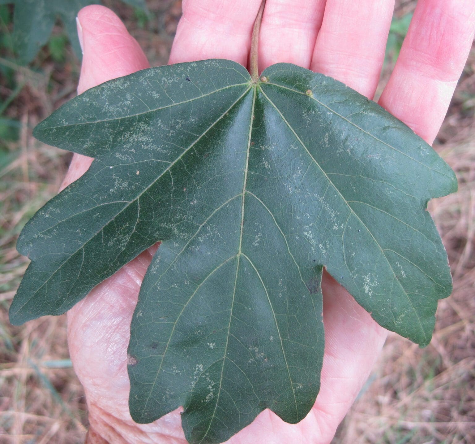 Leaves Tree Guide UK Tree identification by leaf shape