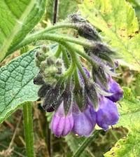 comfrey - Tree Guide UK