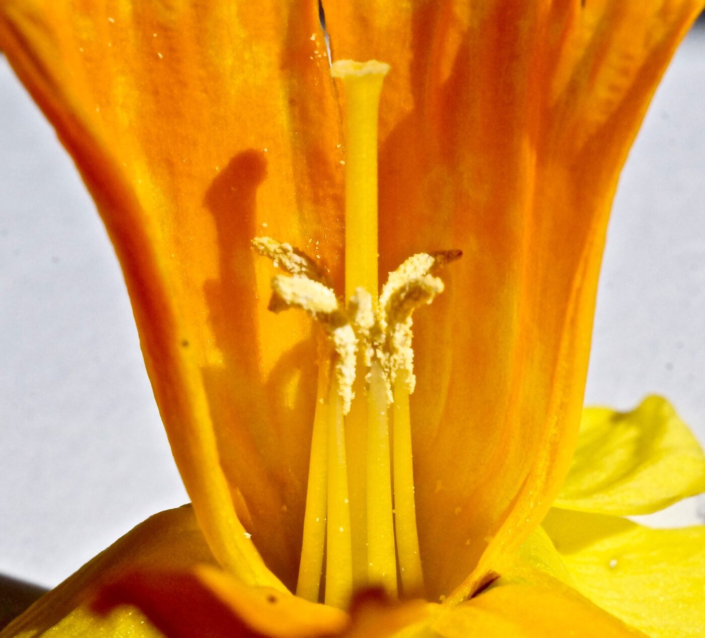 daffodil anther pollination