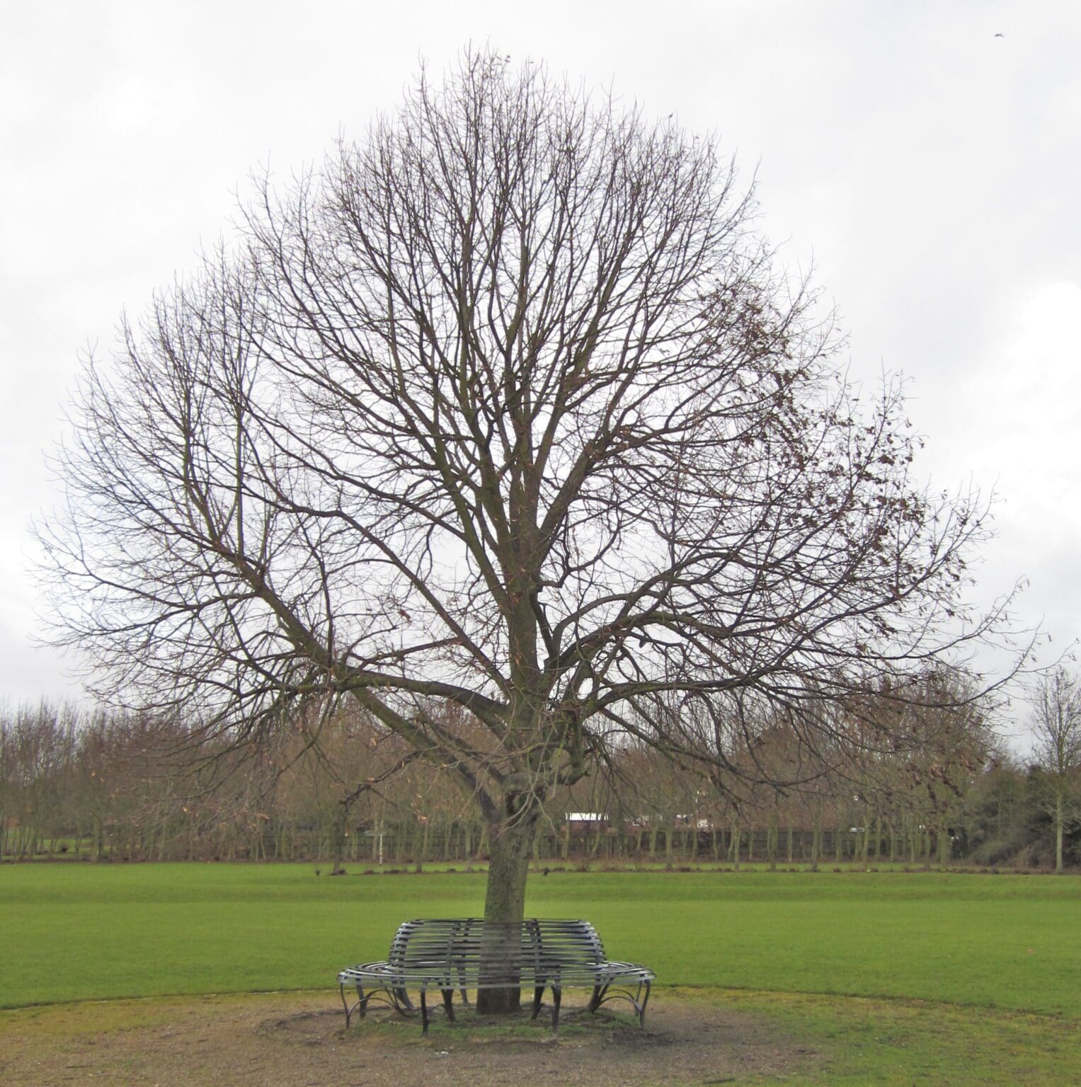 Lime Trees Tree Guide UK Lime trees are described.