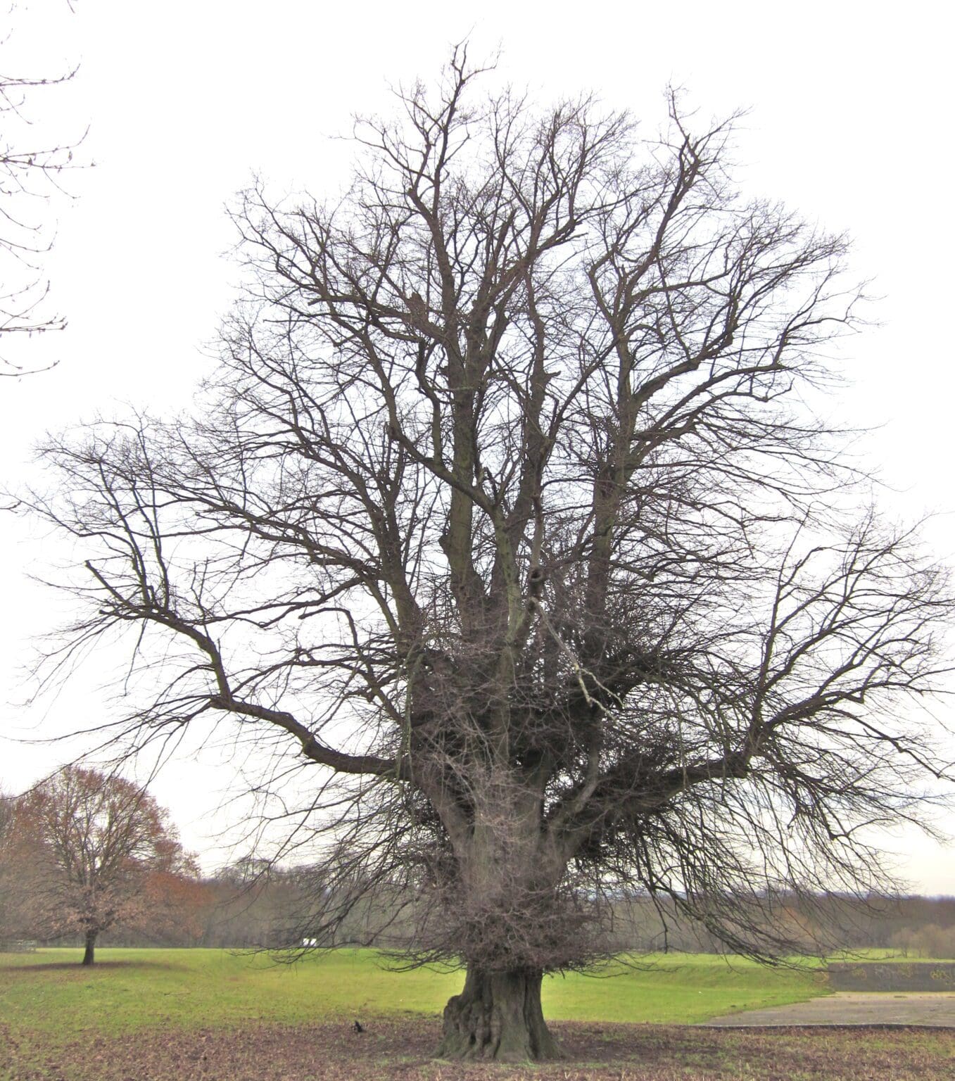 Lime Trees Tree Guide UK Lime trees are described.