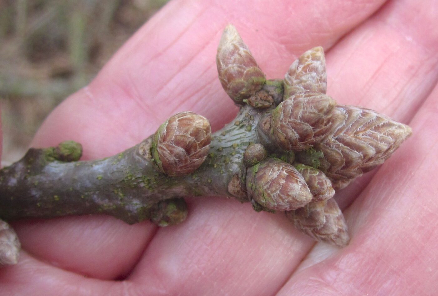 sessile oak acorns no stalk