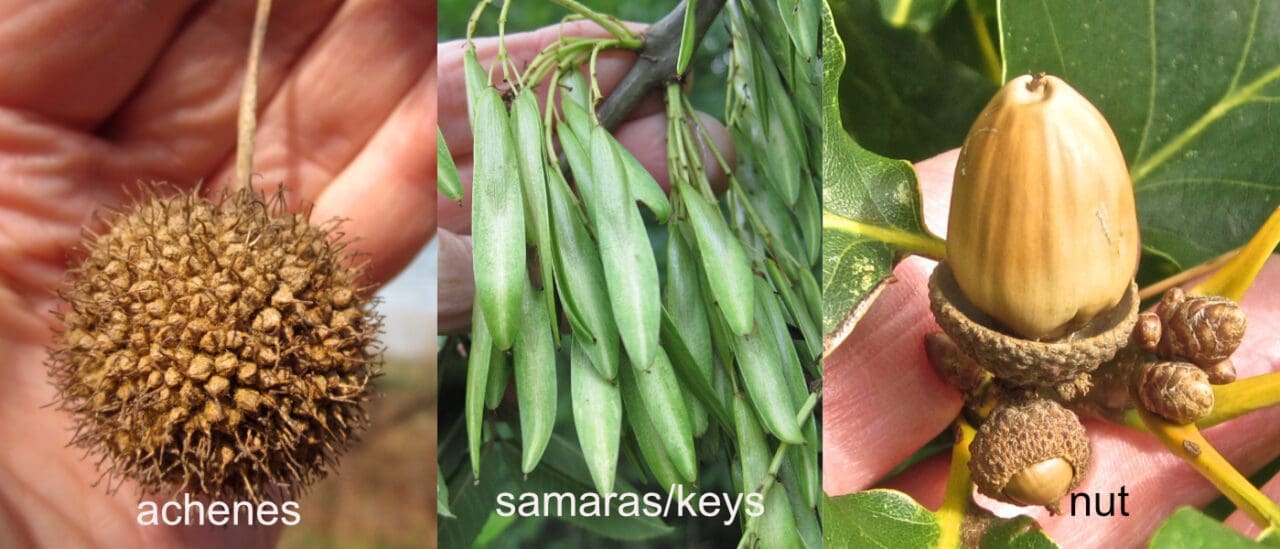 Glossary Tree Guide UK Glossary of botanical terms