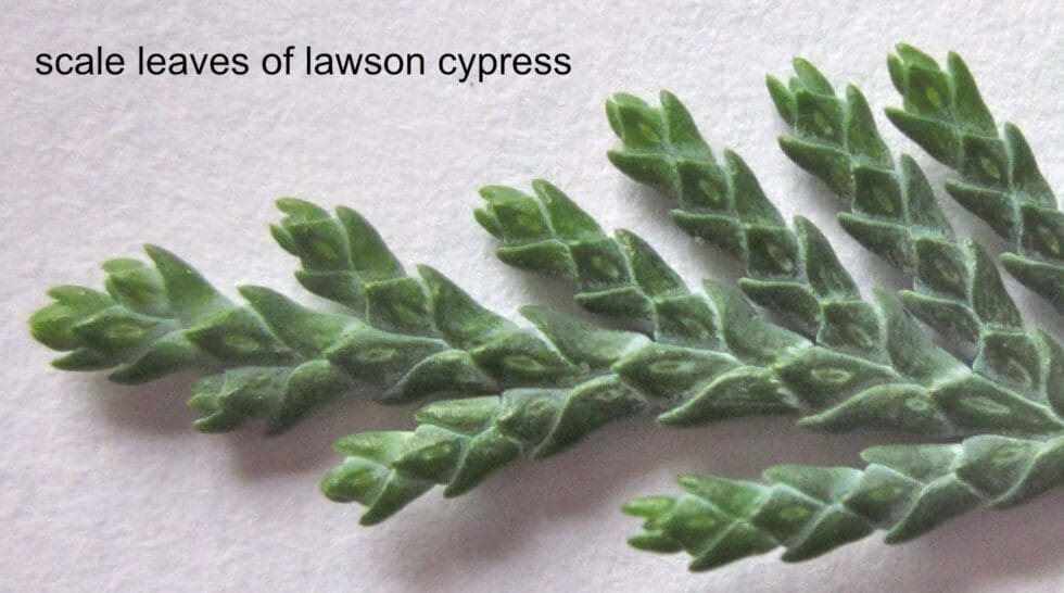 Glossary Tree Guide UK Glossary of botanical terms