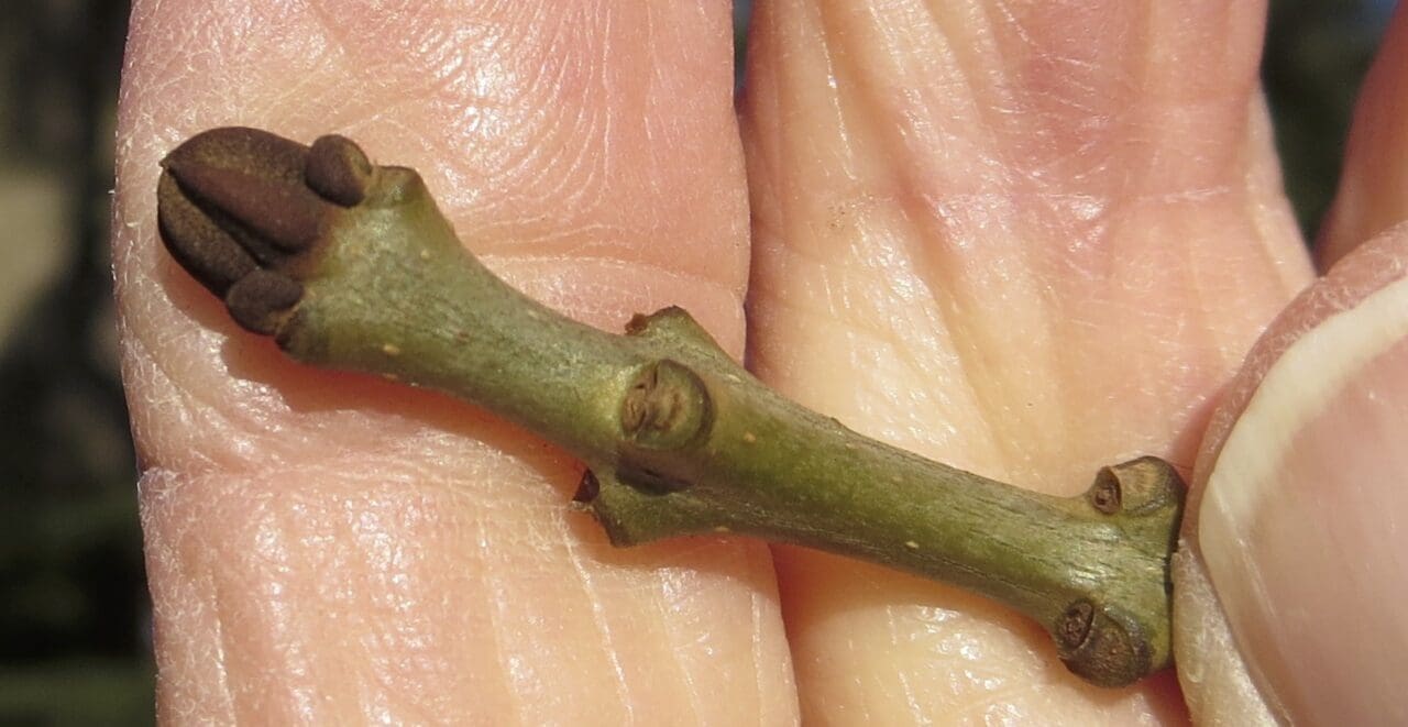 More Ash - Tree Guide UK - more ash tree species identification
