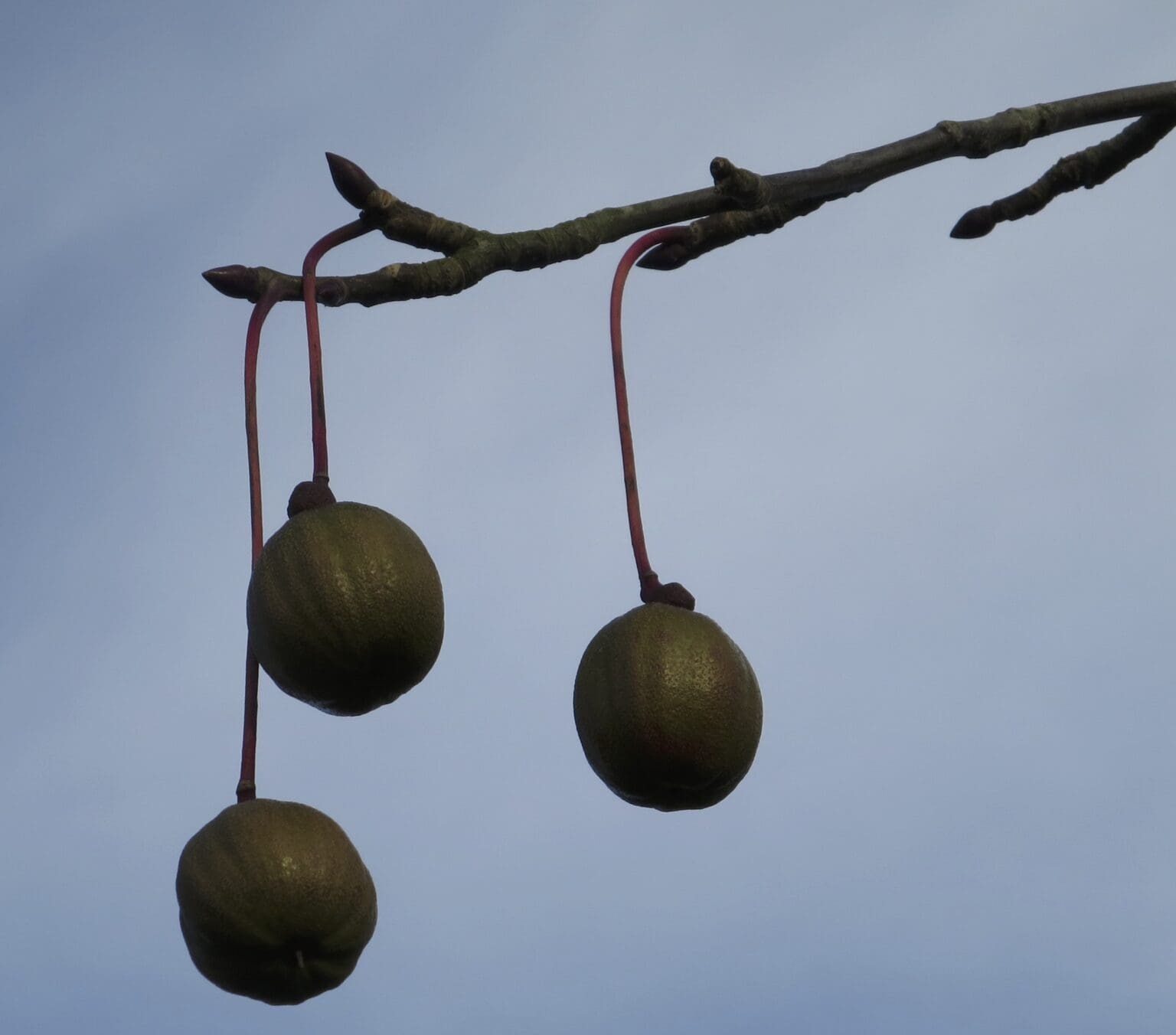 Handkerchief Tree - Tree Guide UK- Handkerchief Tree identification