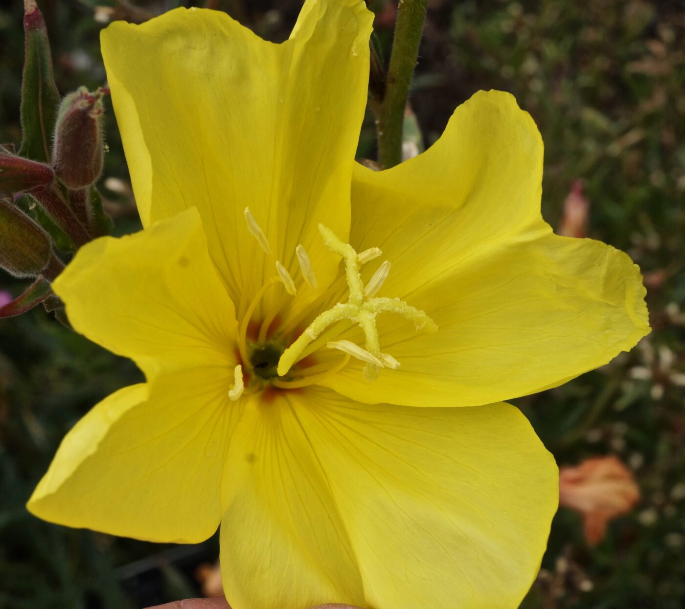 Fragrant Evening Primrose Oenothera stricta flower