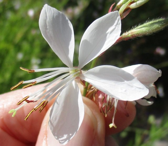 White Gaura Gaura lindheimeri flower