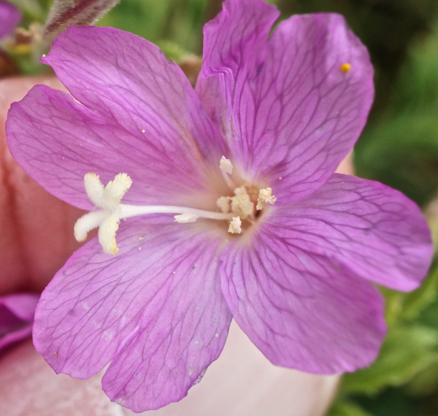 Great Willowherb flower