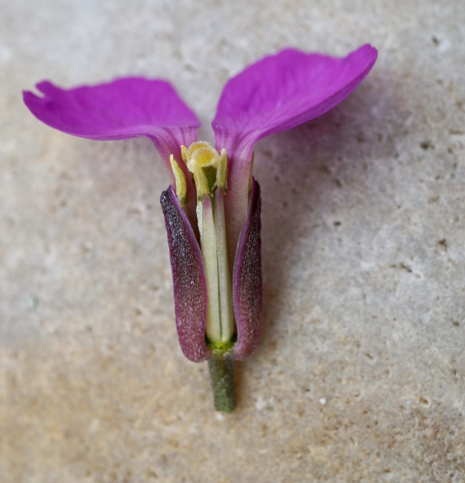Insect Pollinated Flowers Insect pollinated flowers