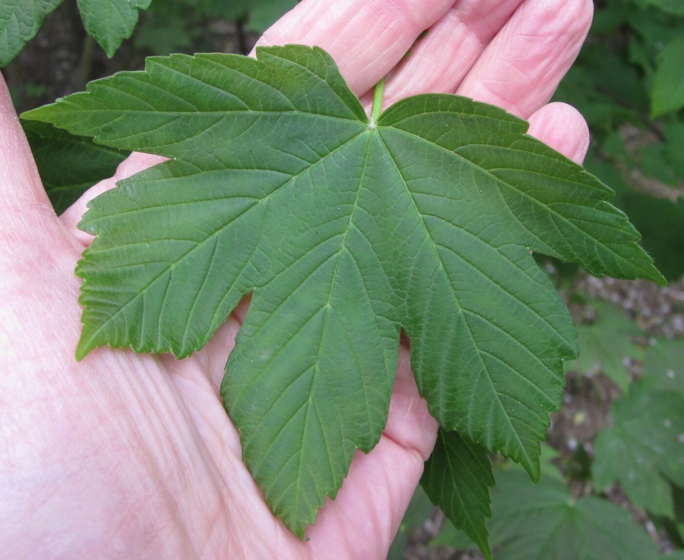 Sycamore five lobed leaf