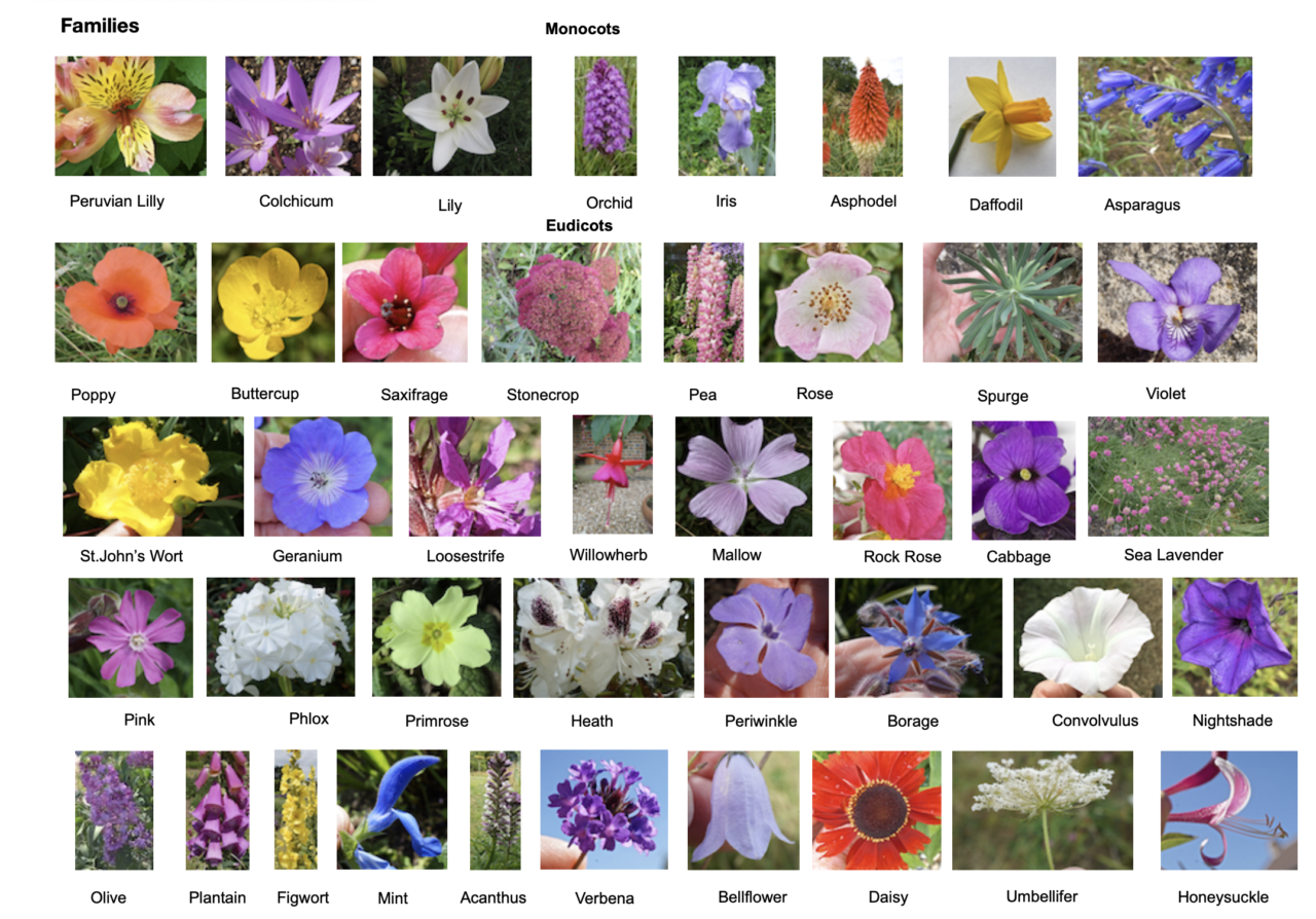 Flower Family Order Tree Guide UK Flower Family Order