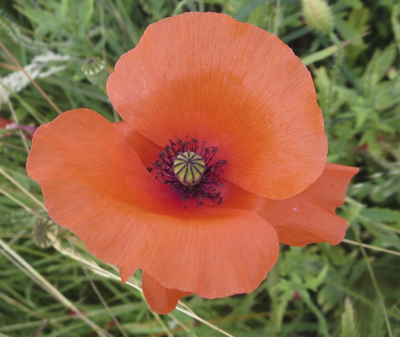 Poppy Family Poppy Family