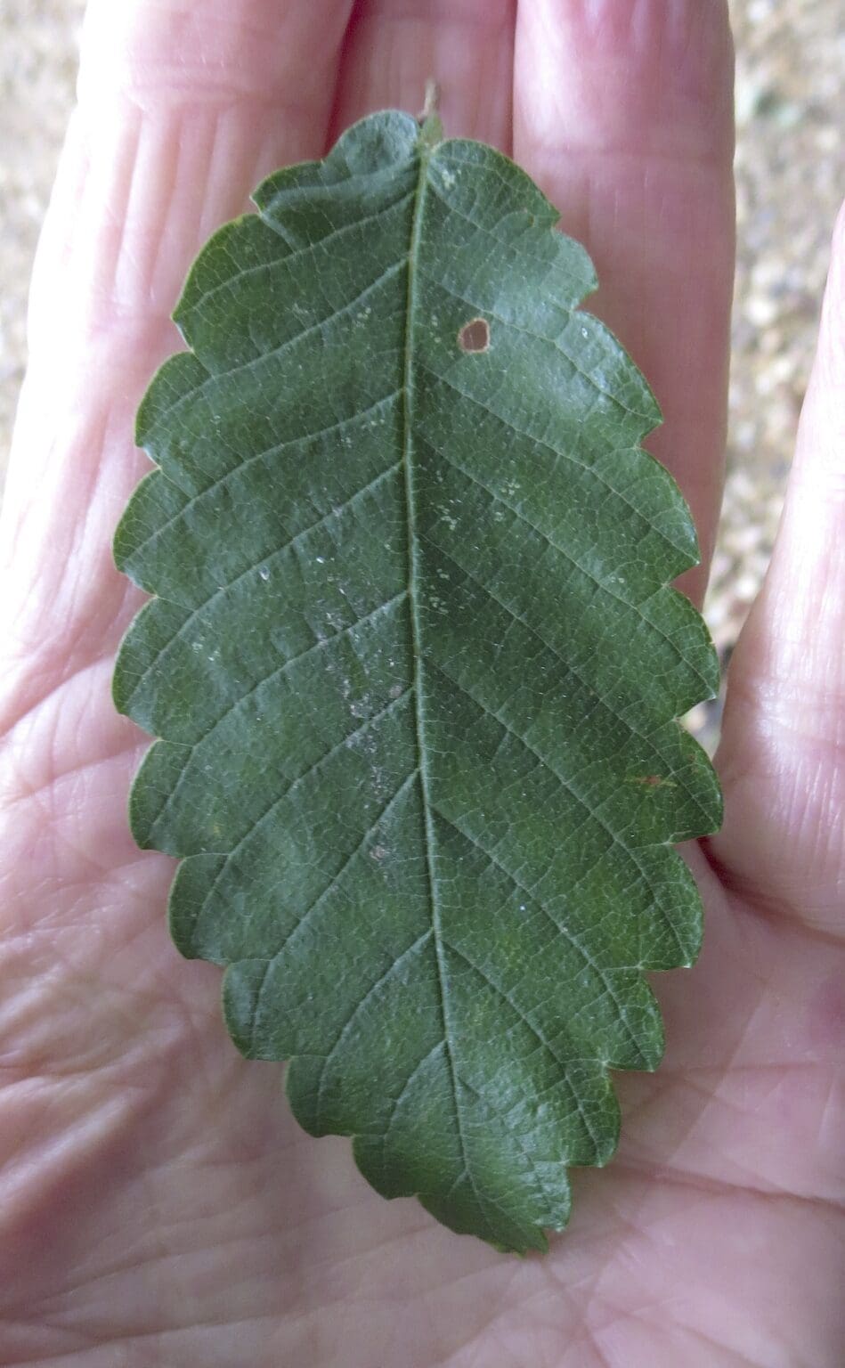Leaf Ovaltoothed Tree Guide UK Tree ID by oval, toothedged leaf