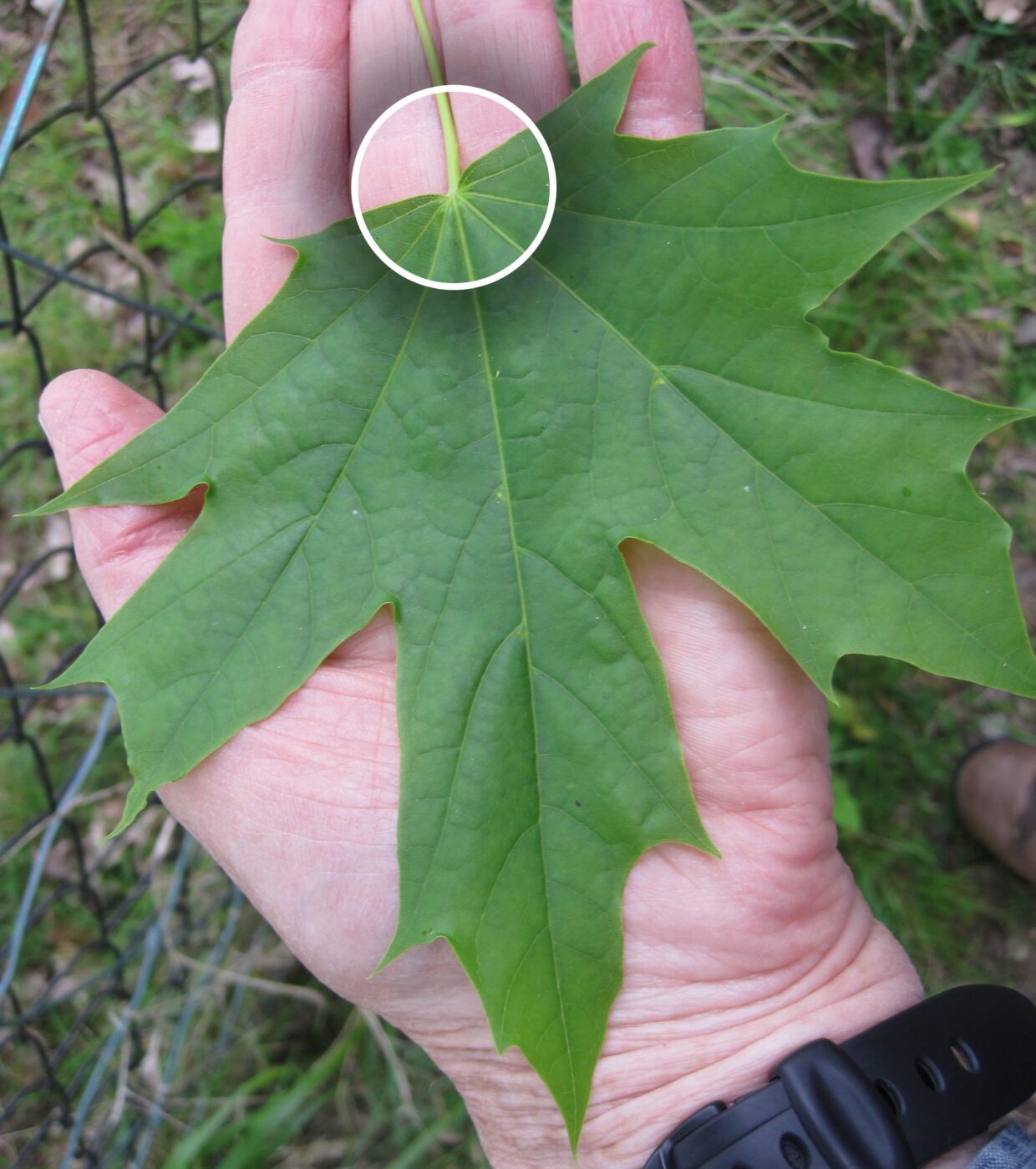 Norway Maple lobed leaf