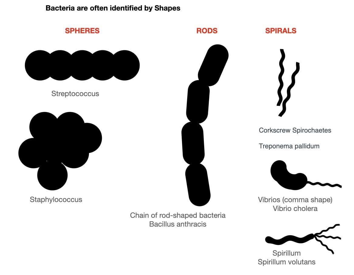bacteria shapes - Tree Guide UK