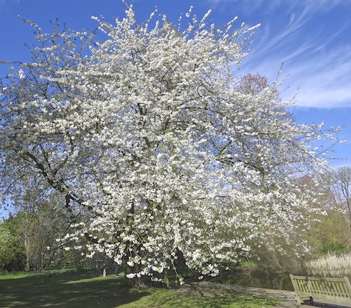 wild cherry tree in flower