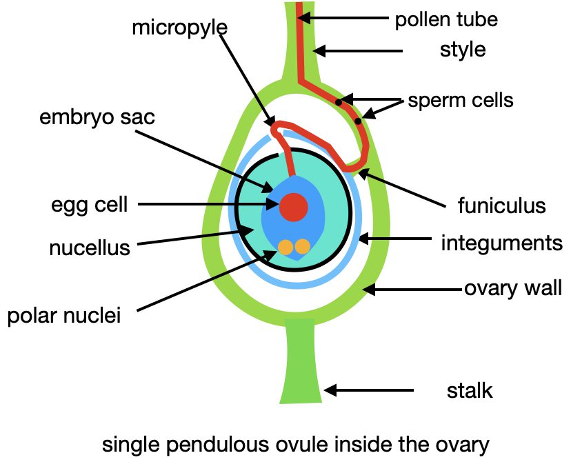 wild cherry ovule diagram