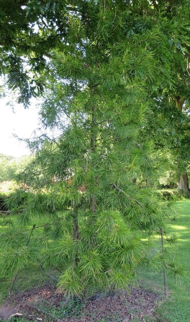 umbrella pine Tree Guide UK