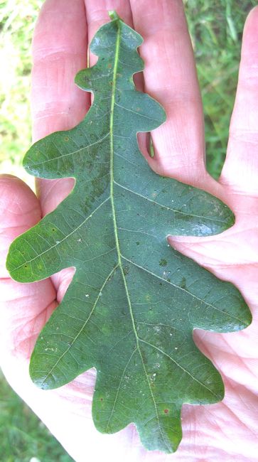 sessile oak leaf