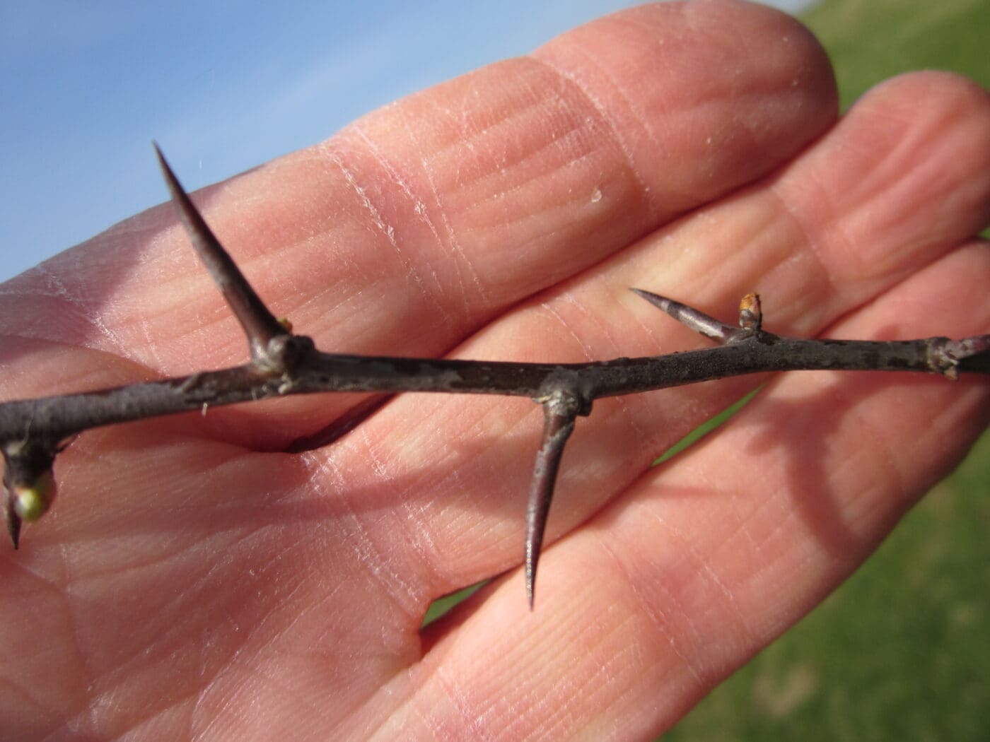 Thorns Tree Guide UK Tree Identification By Thorns Thorns Tree Guide UK Tree Identification By Thorns